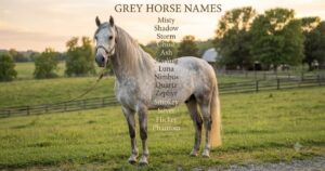 grey horse names