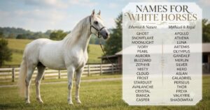 names for white horses