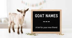 Goat Names